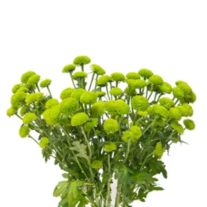 كريز اخضر
